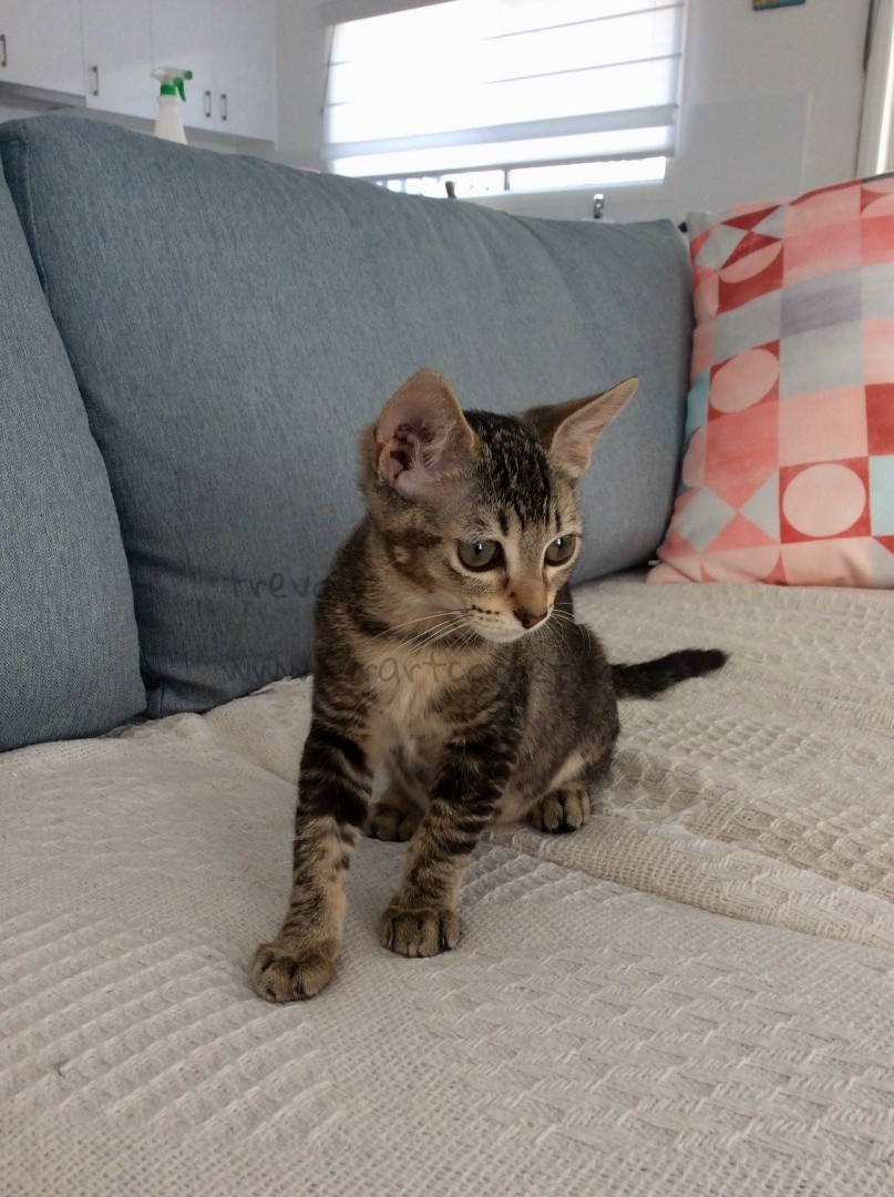 DAISY-THE-CAT