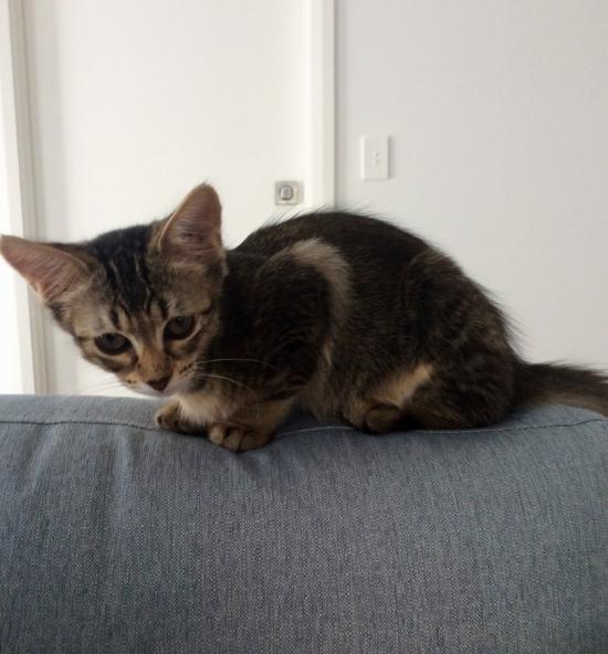 Missy Molly