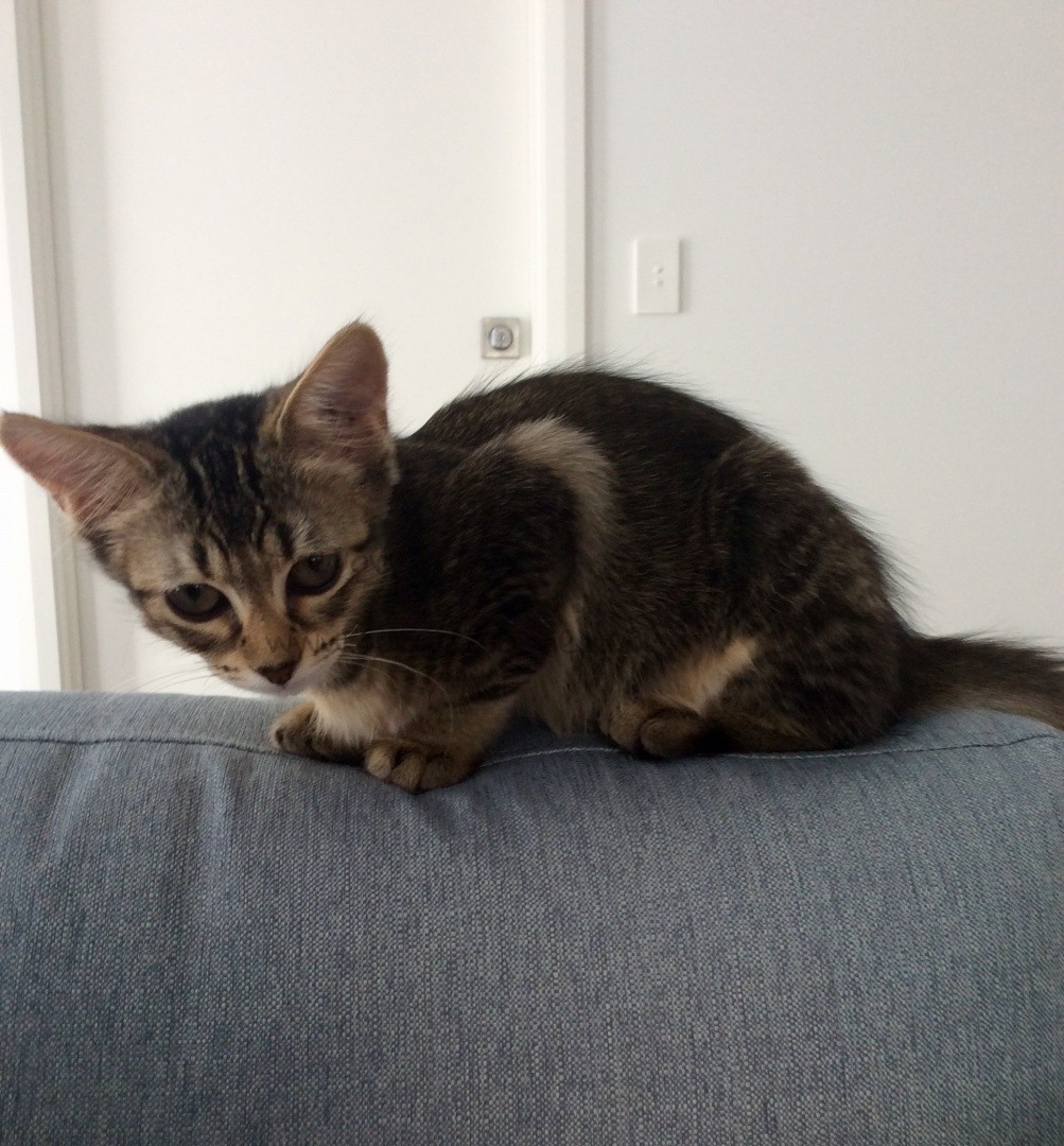 Missy-Molly