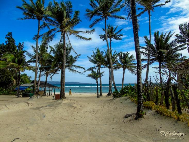 The Coconut Tree 4 by Don Art