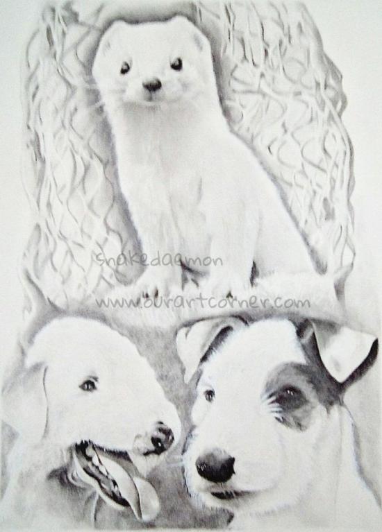 commission #7 ferreting