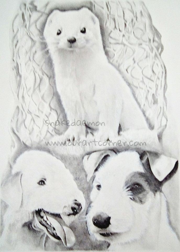 commission-7-ferreting