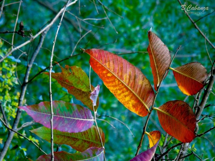 Leaves 16 by Don Art