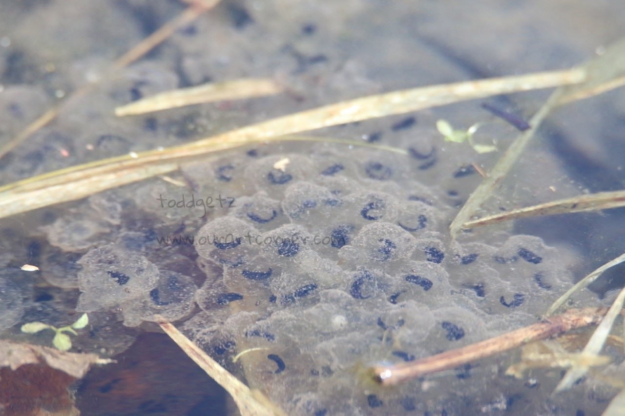 Frog-Eggs