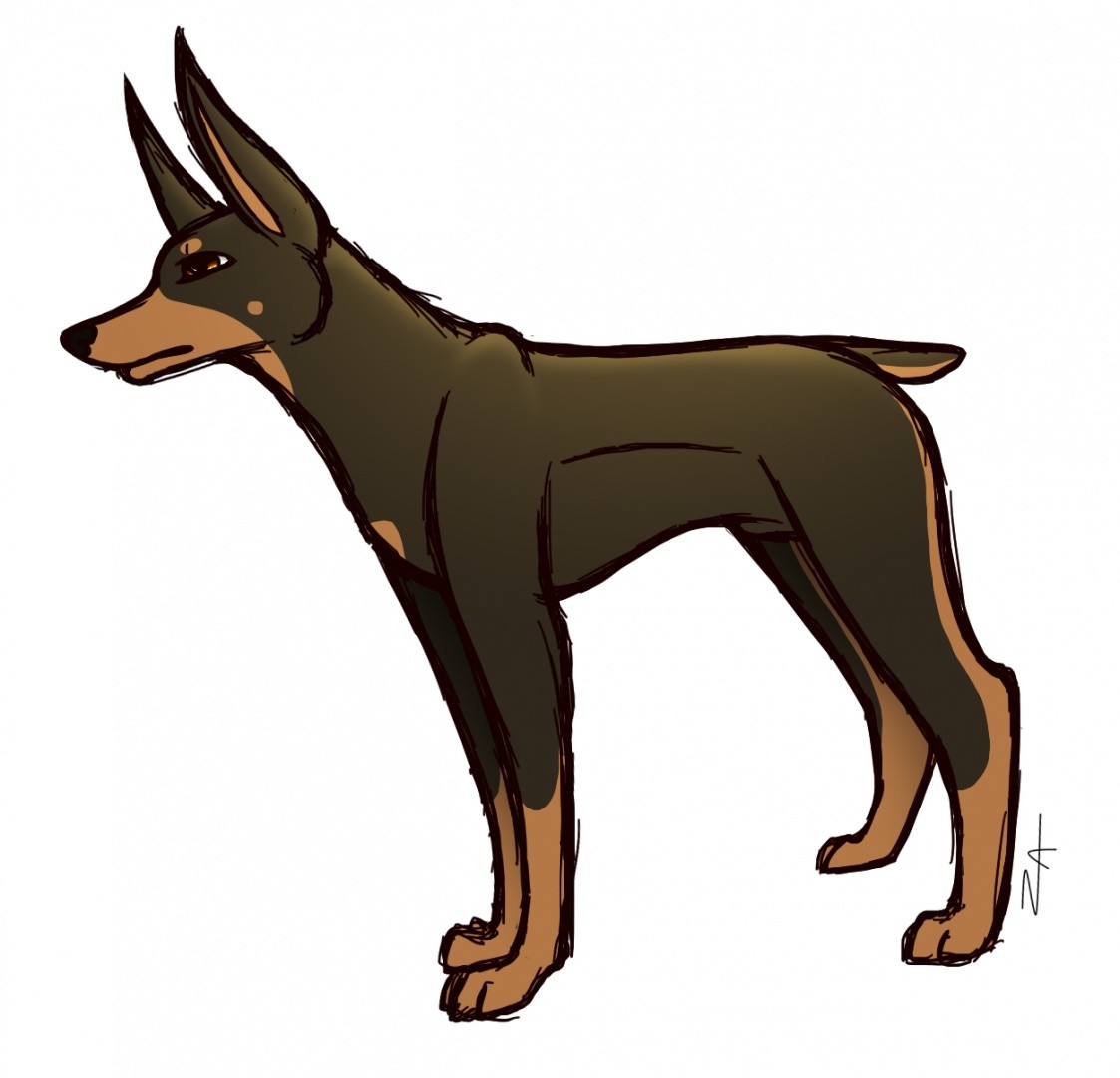 Dobie