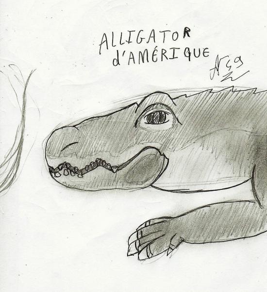 Test Alligator ^^