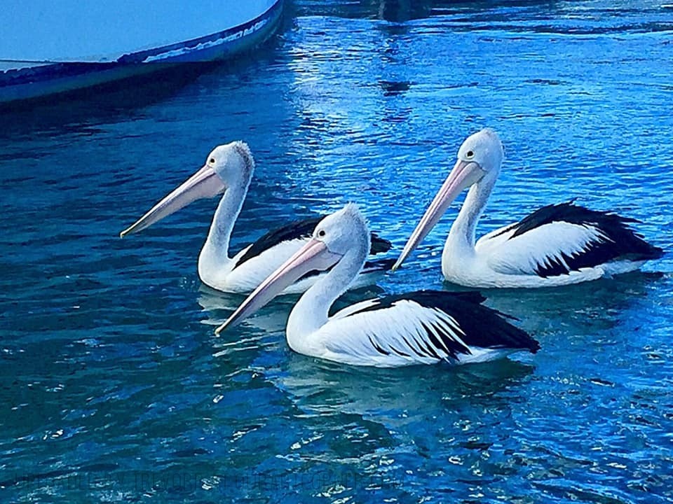 PELICAN-TRIO