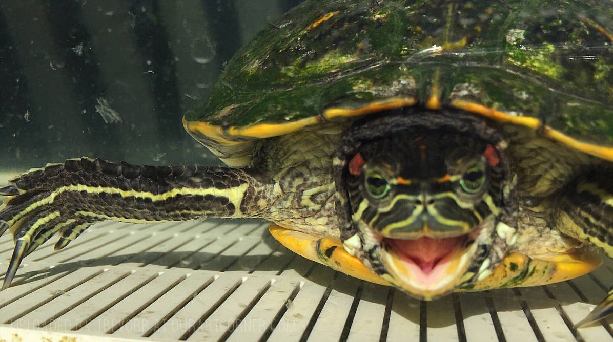 HAPPY-TURTLE