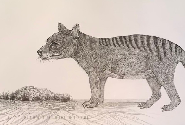 THYLACINE-WIP