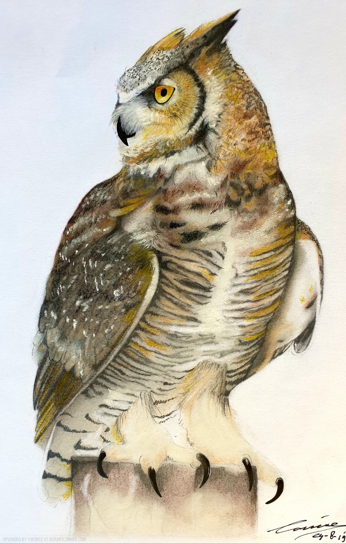 Great-horned-owl