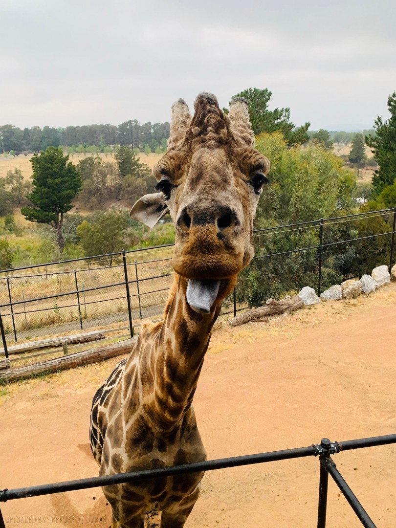 CHEEKY-GIRAFFE