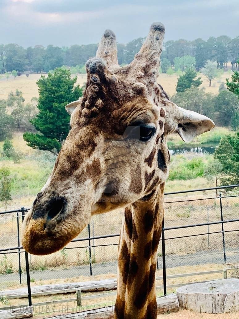 GIRAFFE-closeup