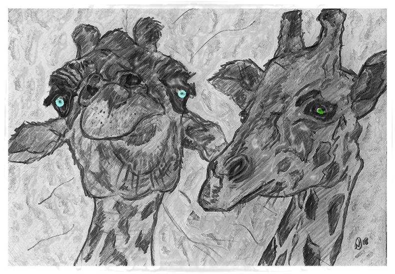 black and white giraffes by pencil recreations