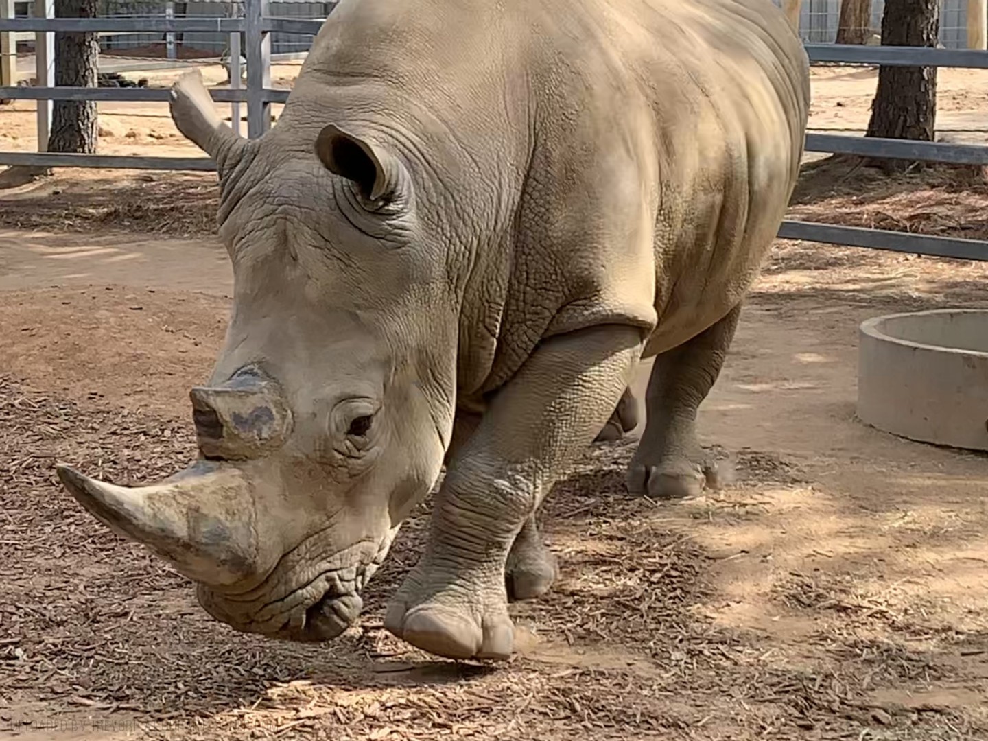 WHITE-RHINO