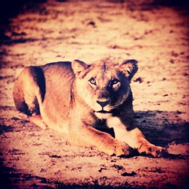 LIONESS