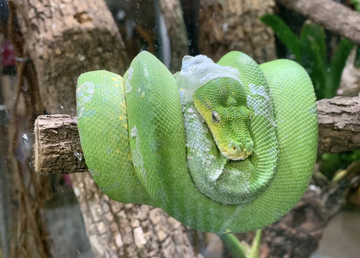 GREEN-PYTHON