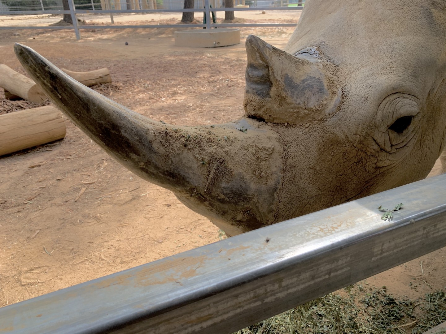 RHINO-close-up