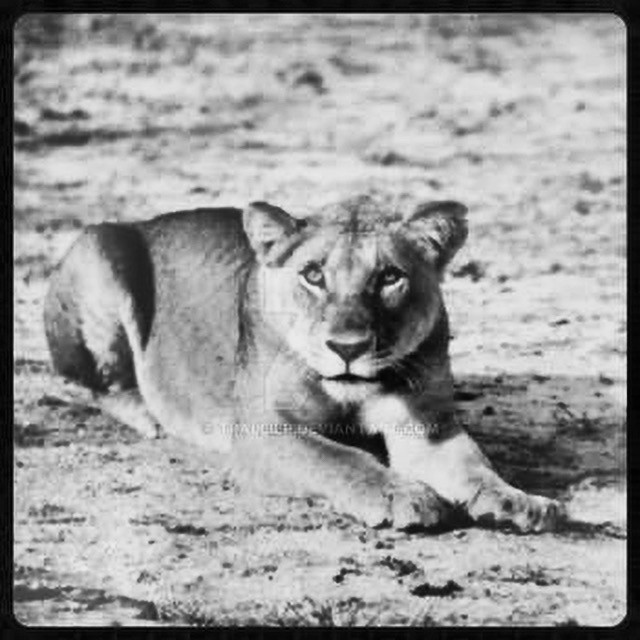 WILD-LIONESS