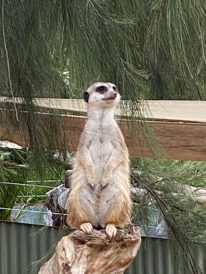 MEERKAT