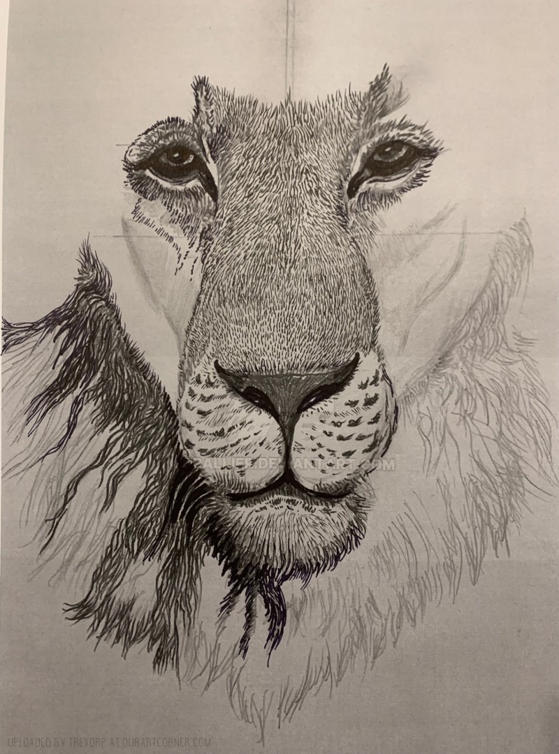 AFRICAN-LION-WIP