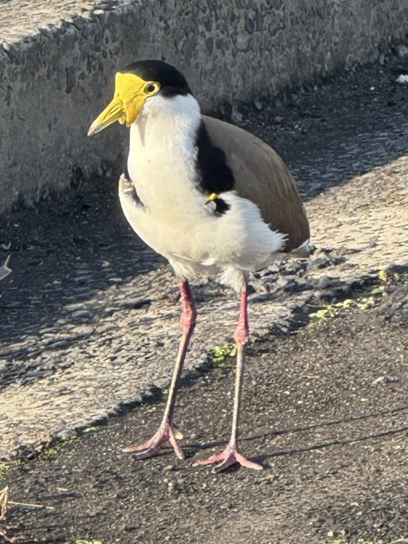 MASKED-LAPWING