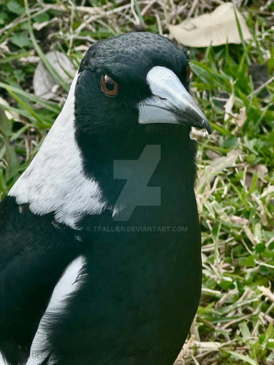 MAGPIE FACE
