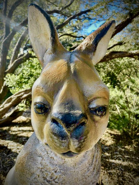 Extinct Kangaroo