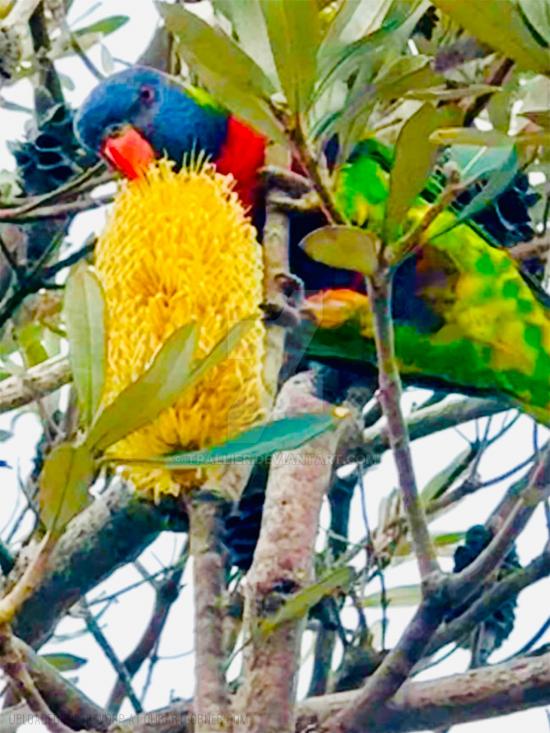 Lorikeet - feeding