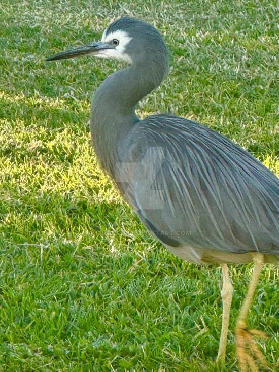 WHITE FACED HERON