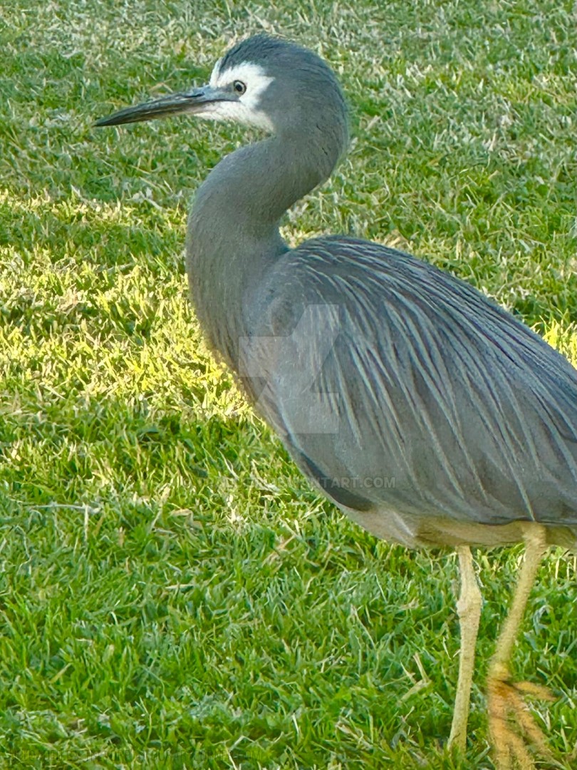 WHITE-FACED-HERON