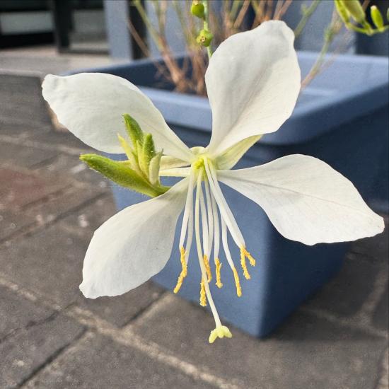 AMAZING FLOWER