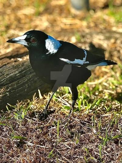 MAGPIE IN SUN