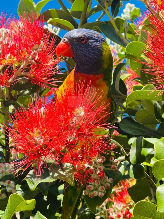 A RAINBOW LORIKEET