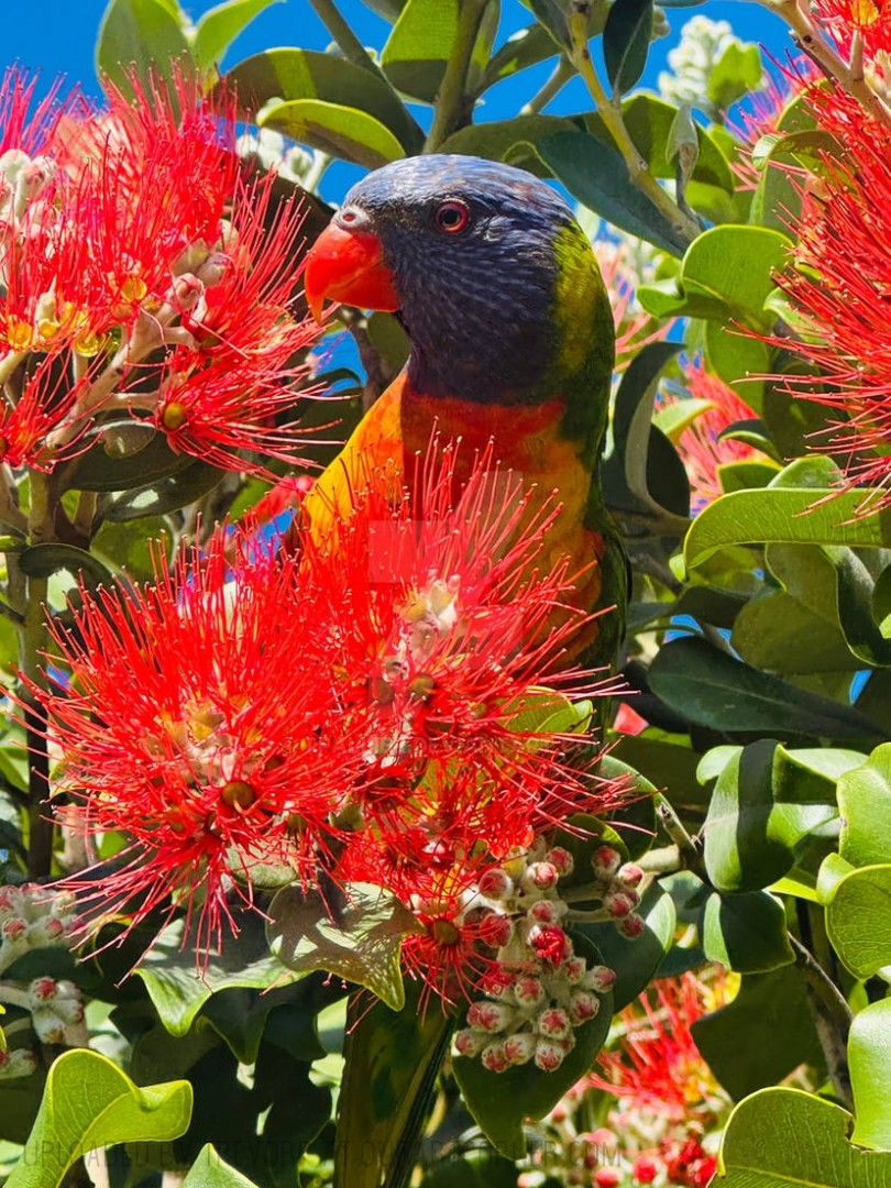 A-RAINBOW-LORIKEET