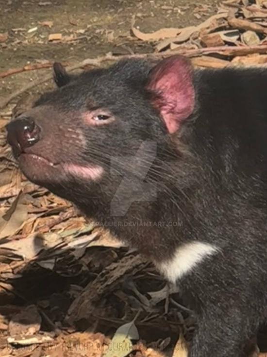 TASSIE DEVIL