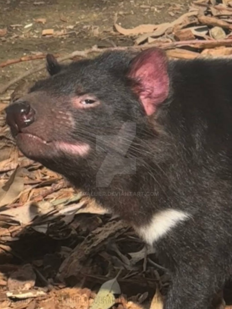 TASSIE-DEVIL
