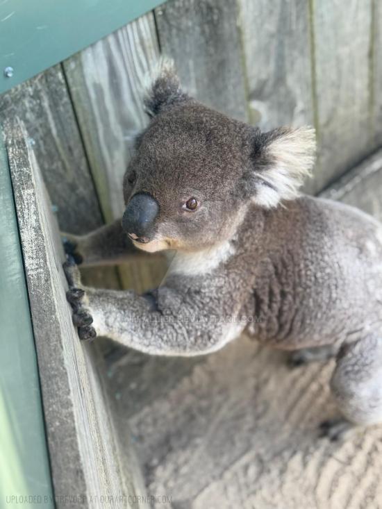 CAPTIVE KOALA