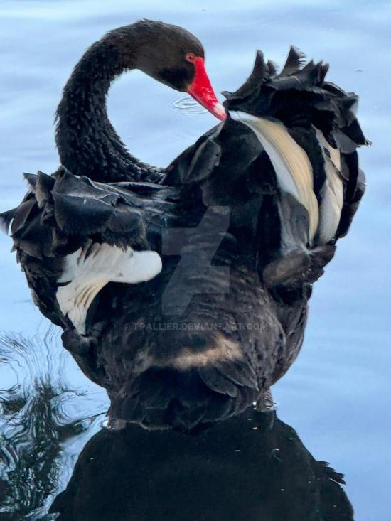 A BLACK SWAN