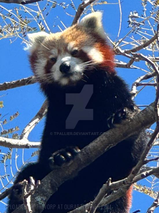 RED PANDA