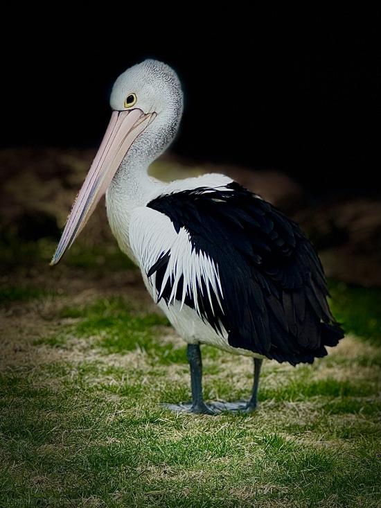 LONE PELICAN