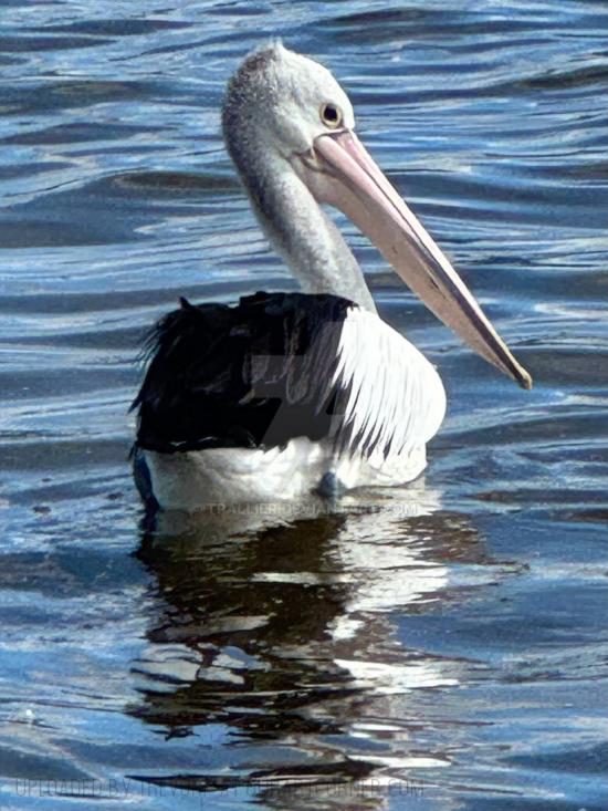 AUSSIE PELICAN