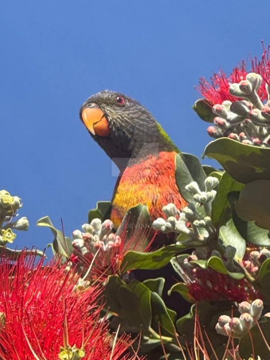 PRETTY LORIKEET