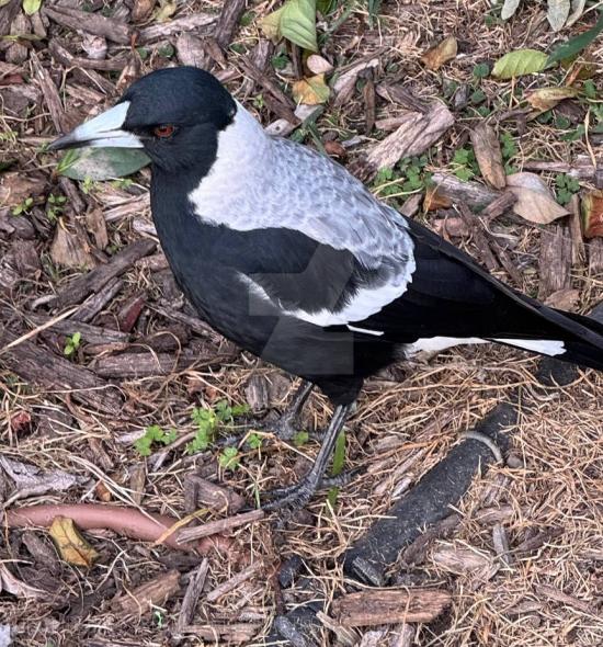 White Backed Magpie
