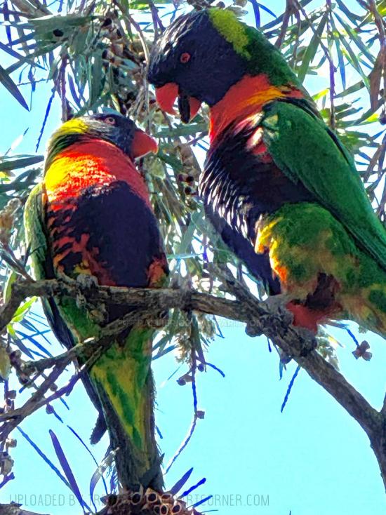 Local Lorikeets