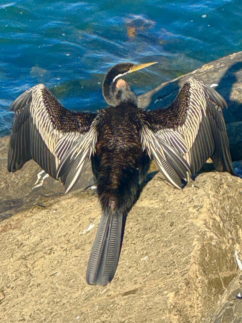 Australian-Darter