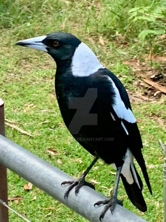 SLEEK MAGPIE