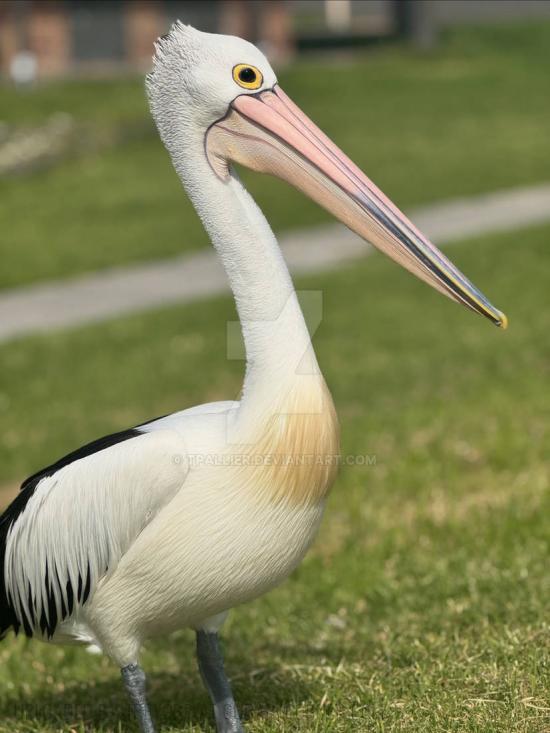 Pelican Portrait