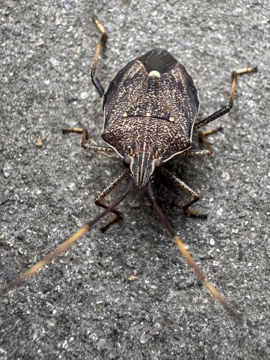 STINK BUG