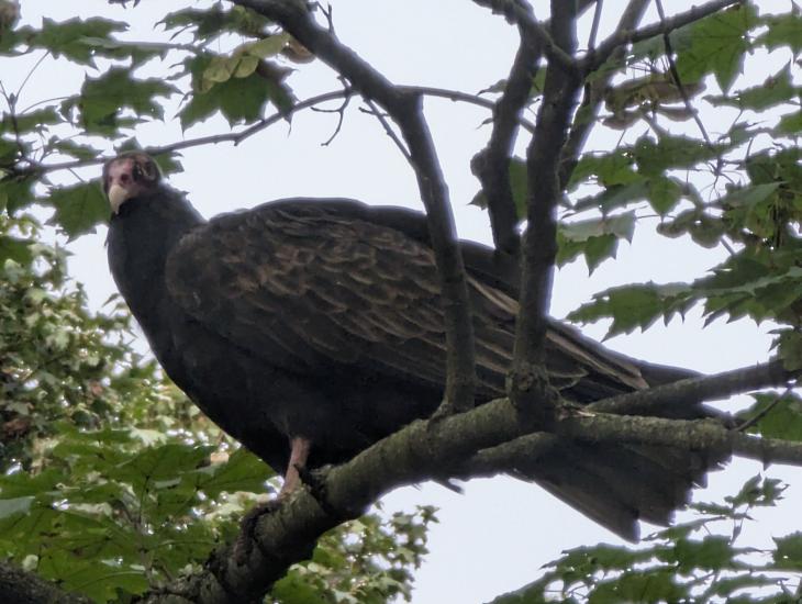 Curious turkey vulture