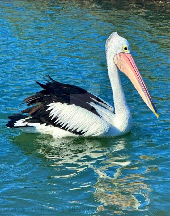 PELICAN PIC